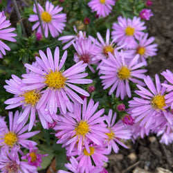 Aster 'Woods Pink'